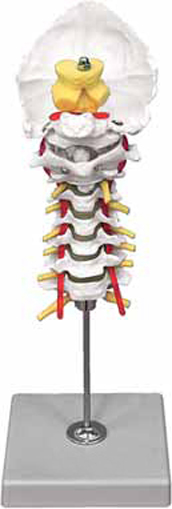 Cervical Spinal Column